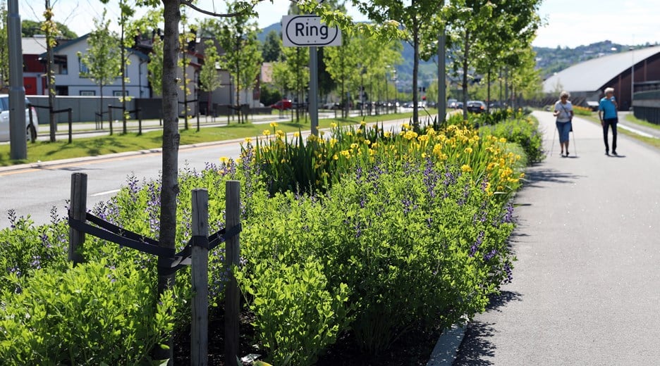 blomsterhav i rabatt mellom bygate og gangveg i Drammen sentrum - bilde