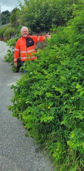 Som grunneier er det ditt ansvar å klippe hekker og busker som vender mot offentlig veg, slik at der er forsvarlig sikt, sier prosjektleder Tor Skårland i Statens vegvesen. Foto: Statens vegvesen