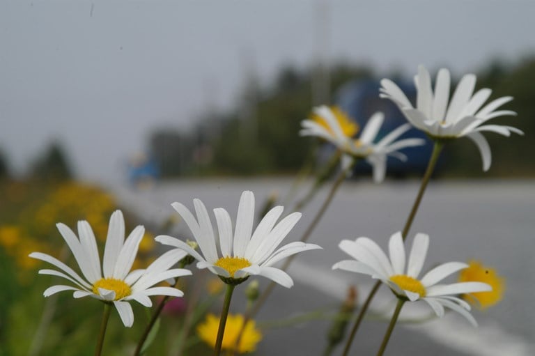 Blomstrende veikanter