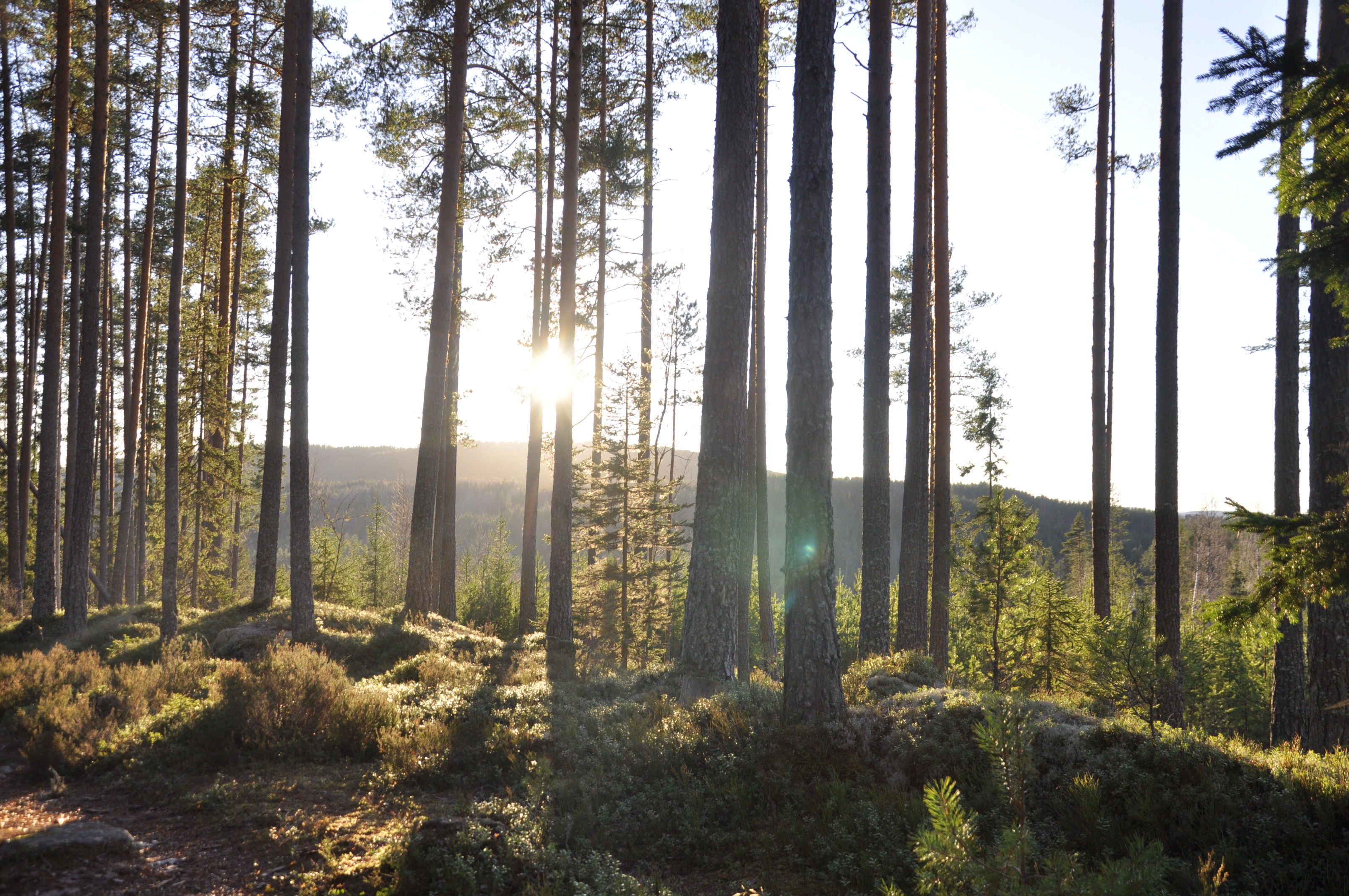 Naturfurskogen ved Elgsjø har trær som er minst 180 år gamle. (Foto: Kjell Wold)