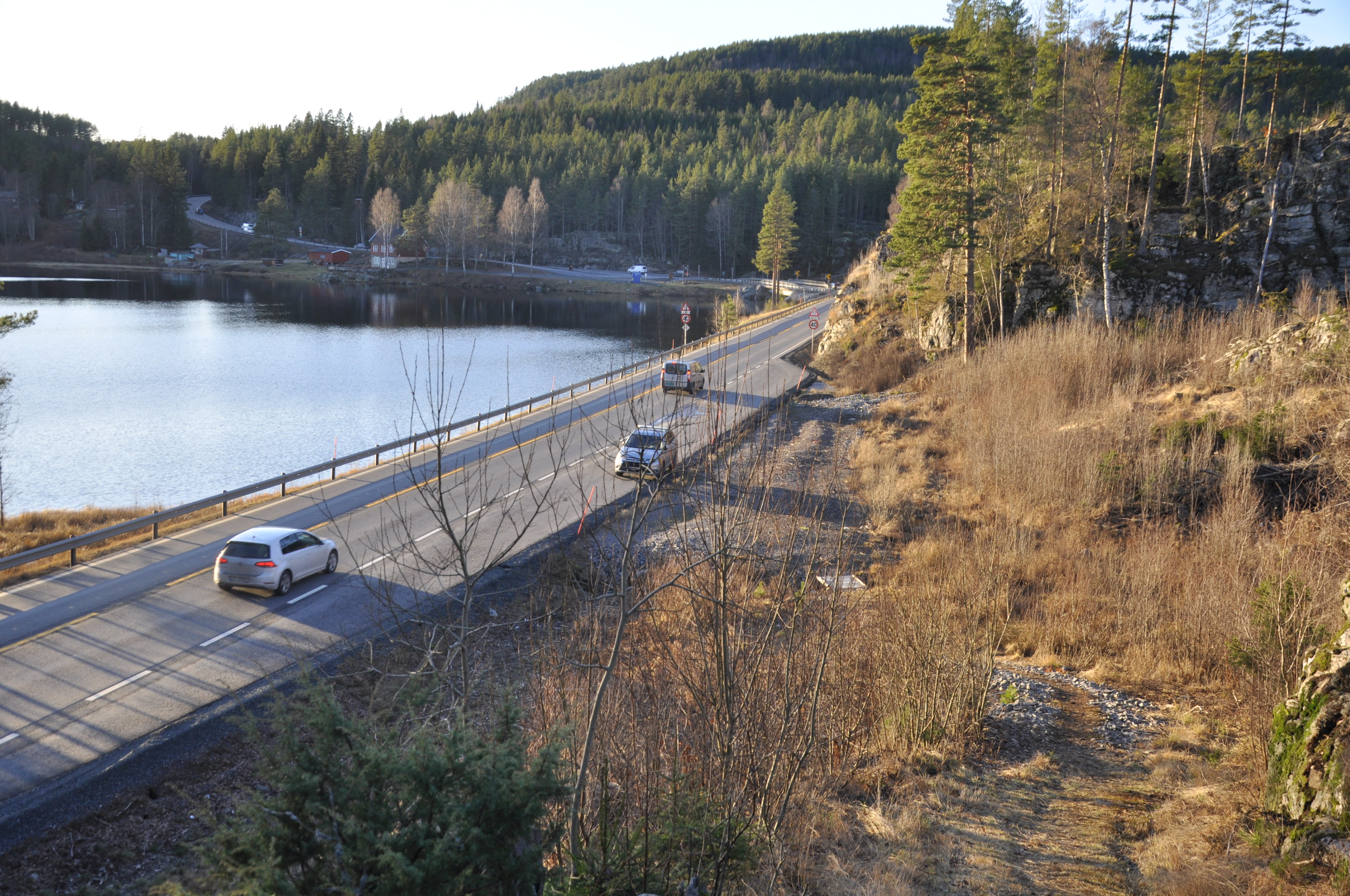 Her ved Elgsjø skal ny E134 gå gjennom verdifull naturfuruskog. (Foto: Kjell Wold)