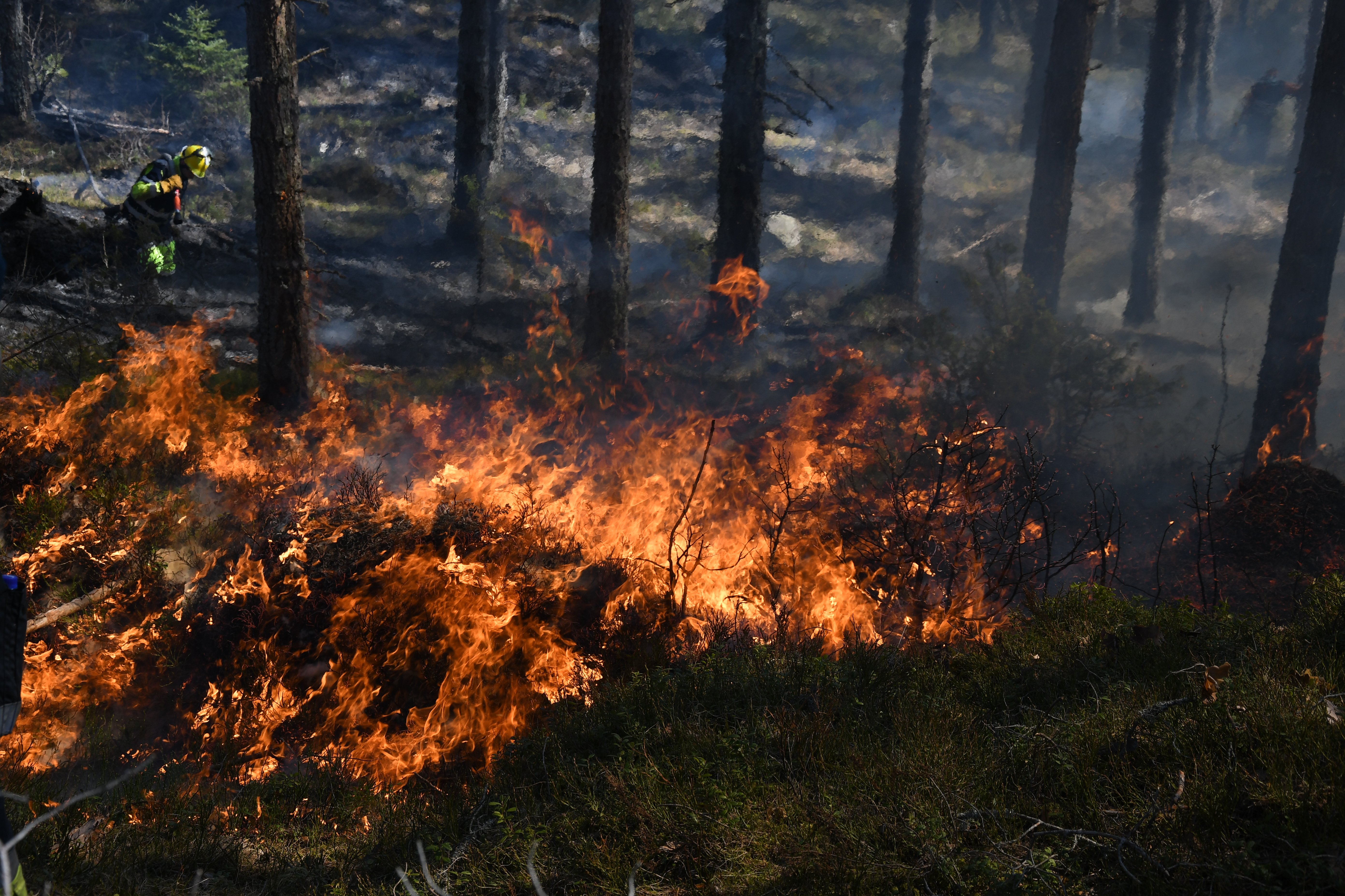 Ilden tok godt tak i tørr skogbunn. (Foto: Arne Heggland)