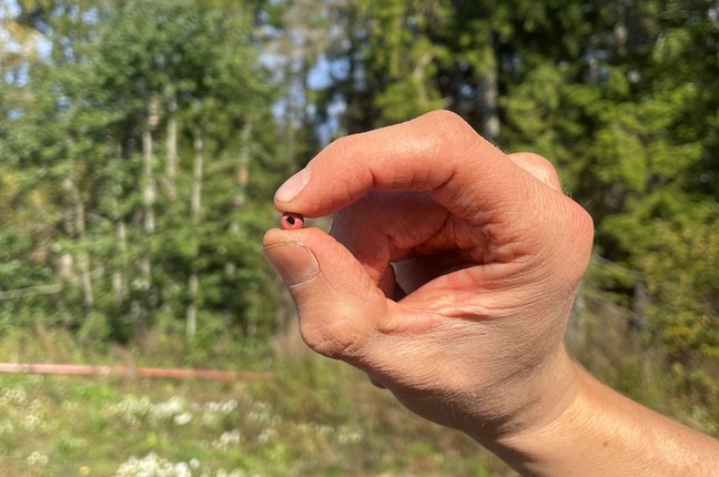 Bildet viser en rød glassperle som ble funnet i hustufta.